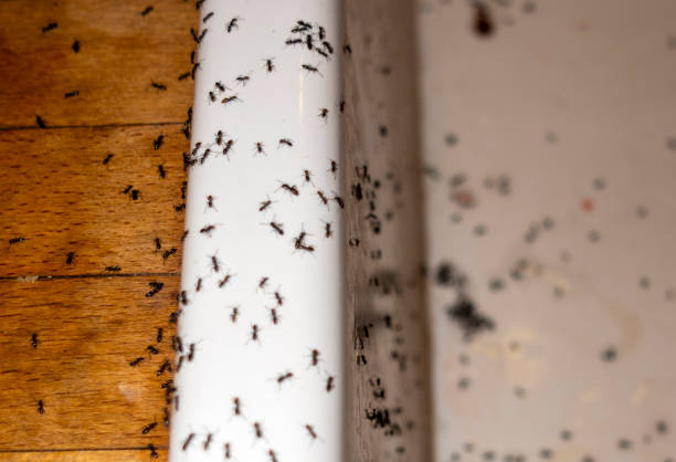 Best Best Pest Control Companies  in Phillipsburg, KS